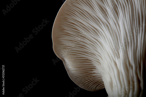 Close up of underside gills of farmed Oyster mushroom photo