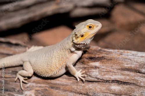 bearded dragon on ground with blur background © waranyu