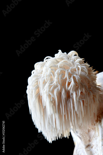 Close up of Lion's Mane edible fungus, Hericium erinaceus on a black background photo