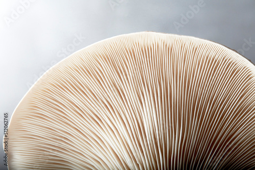 Close up of gills of oyster mushroom (Pleurotus ostreatus) photo