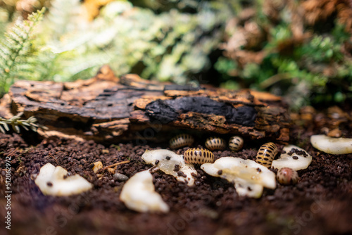 Isopods eating food on ground, animal photo