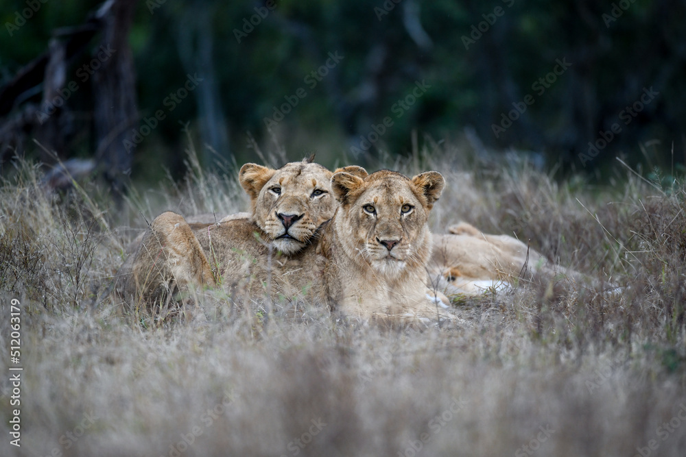 Two lions, Panthera leo, lie together in the grass alert and heads raised. Two lions, Panthera leo, lie together in the grass alert and heads raised.