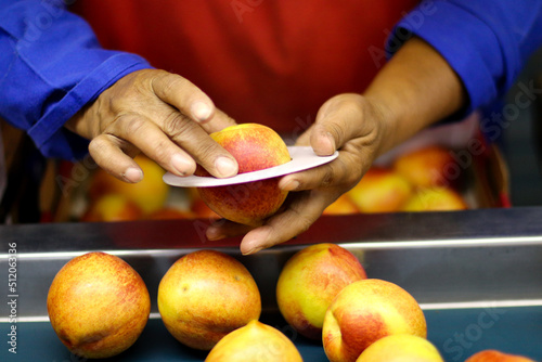 hands holding fruit