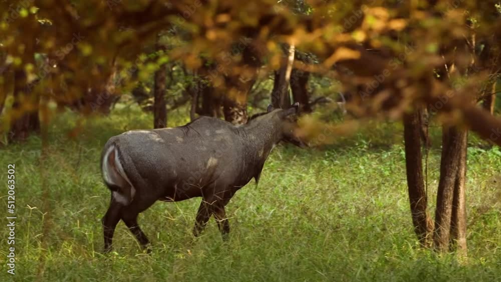 Neel cow in park national park Neel cow in park national park
