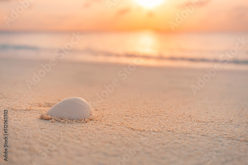 Beautiful seashells on sand. sea waves on the golden sand at beach. Idyllic cast away  inspirational positive thinking or loneliness concept. Summer beach sunset closeup  shell with waves  calm nature