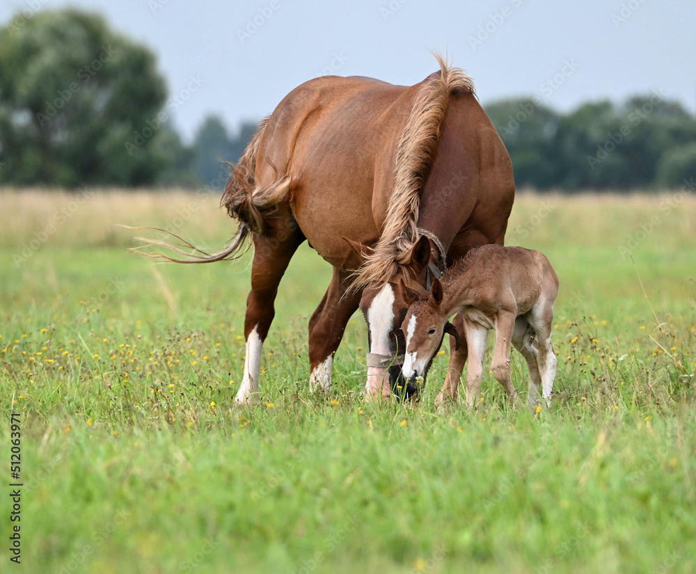 Fototapeta premium Lovely horse with a small foal for a walk