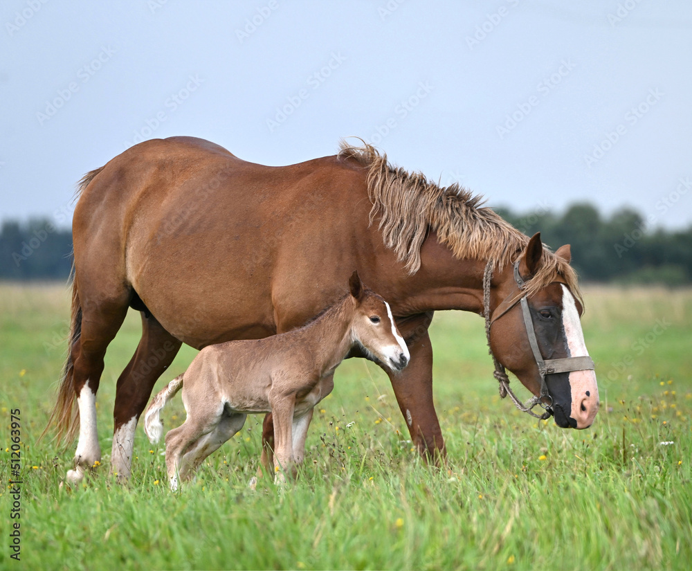 Obraz premium Lovely horse with a small foal for a walk