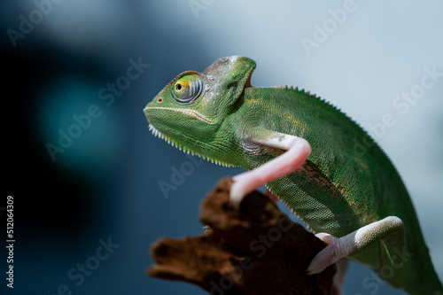 chameleon with blur background  predator