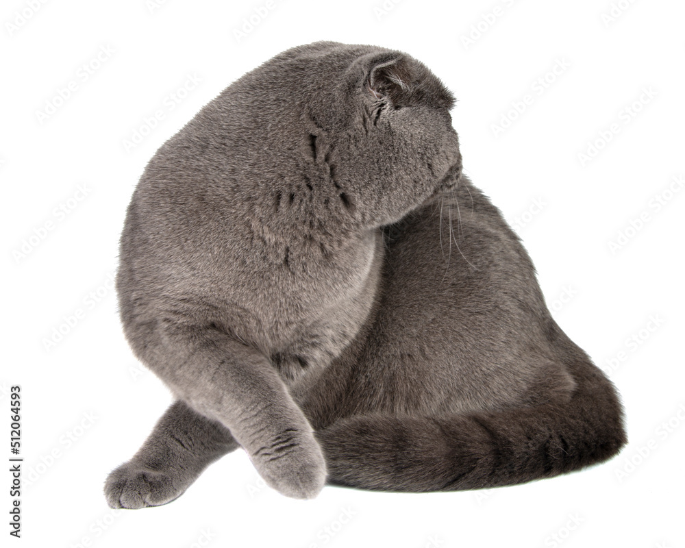 British gray cat beautiful isolated on the white background British gray cat beautiful isolated on the white background