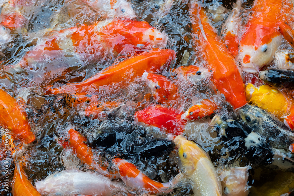 carp fish pond background, colorful background, Fancy carp carp fish pond background, colorful background, Fancy carp