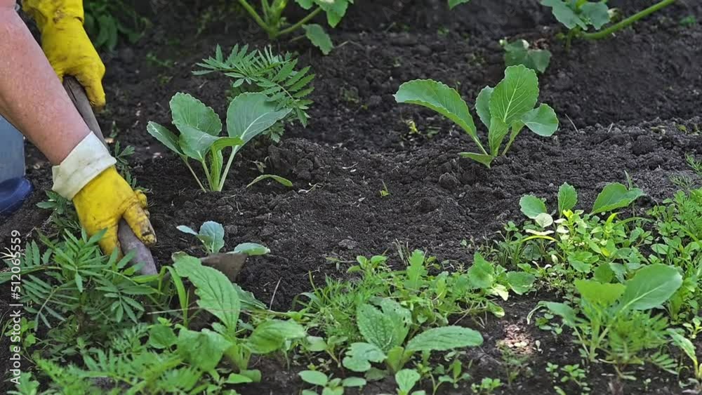 Gardener's hands planting a cabbage seedling in the vegetable garden. Senior woman working in farm. Planting of cabbage. Gardener's hands planting a cabbage seedling in the vegetable garden. Senior woman working in farm. Planting of cabbage.