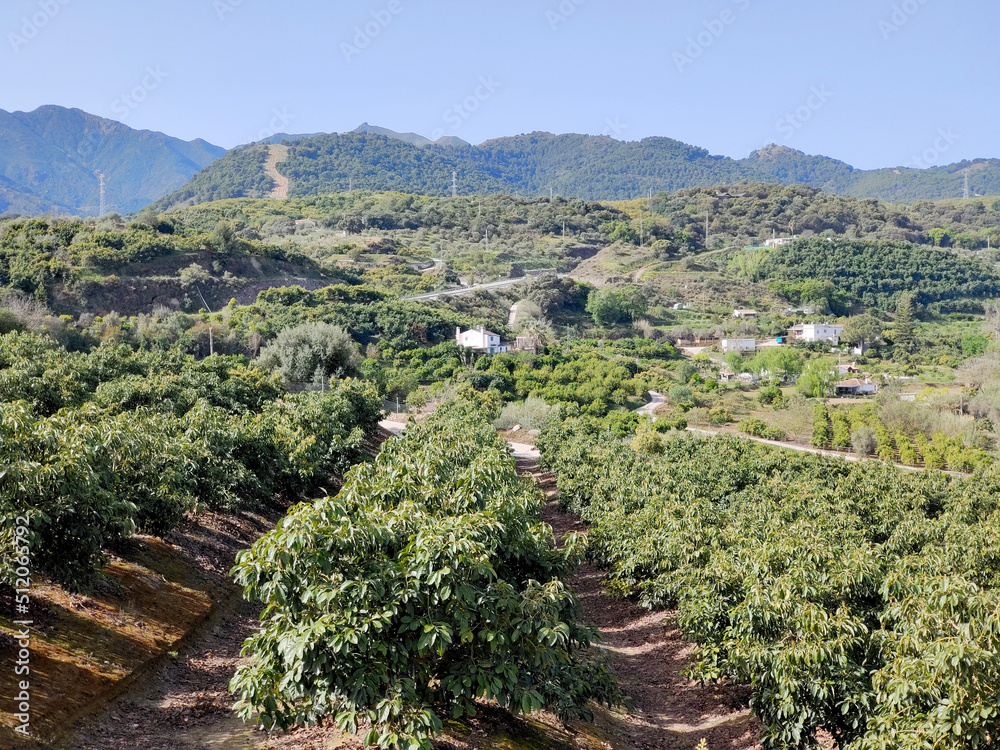 Orange trees in Andalusia