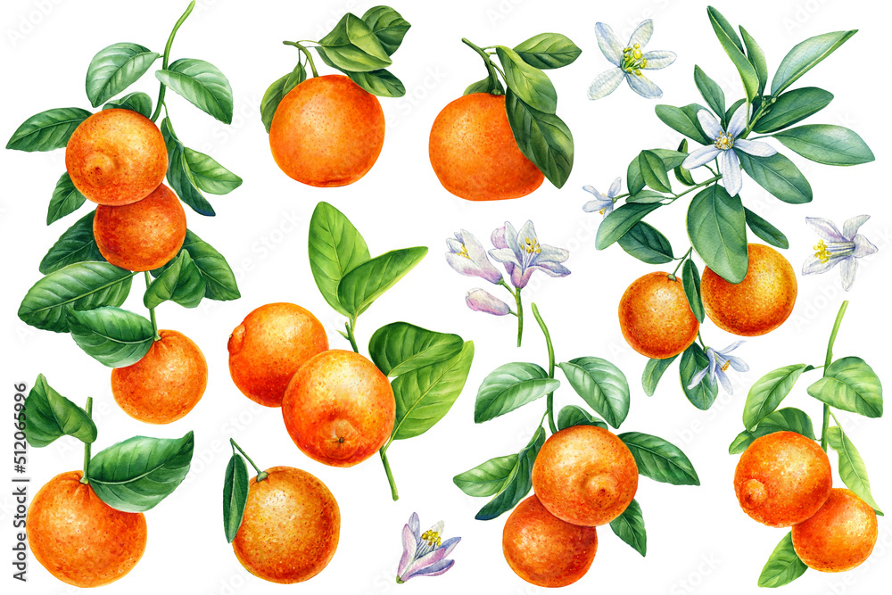 Branches with leaves, flowers, fruits isolated white background, watercolor botanical illustration, orange, tangerines Branches with leaves, flowers, fruits isolated white background, watercolor botanical illustration, orange, tangerines