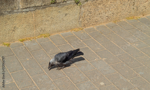 On a summer day in June, a crow walks on the embankment