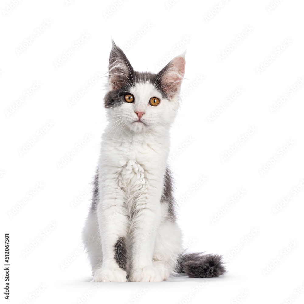 Cute blue white bicolor Maine Coon can kitten, sitting up facing front. Looking curious towards camera. Isolated on a white background.