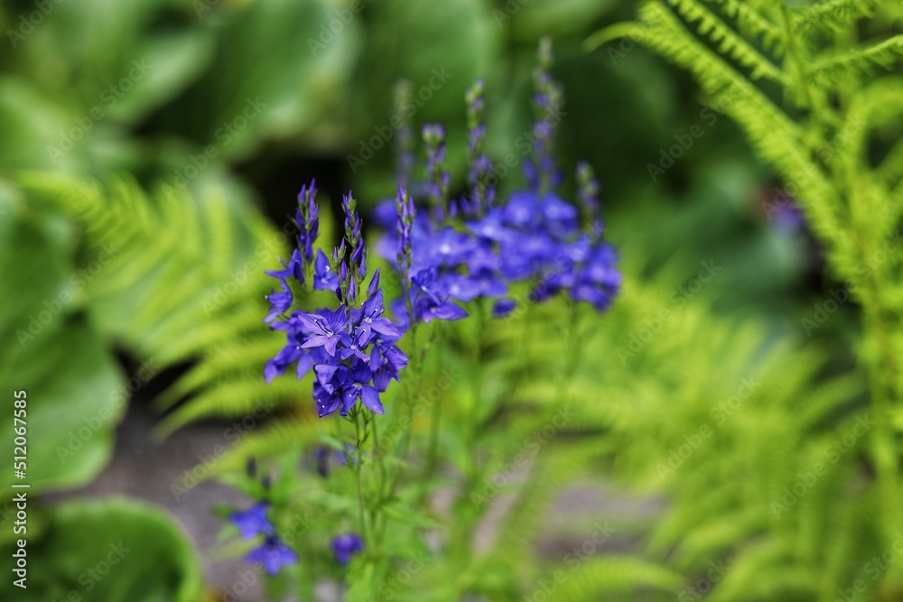 Fototapeta premium Veronica austriaca, teucrium commonly known as broadleaf speedwell in garden.