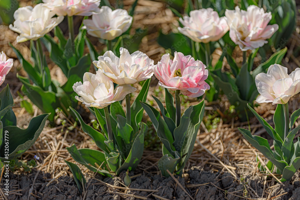 Top view of blooming tulips with white and pink petals and yellow pistils.