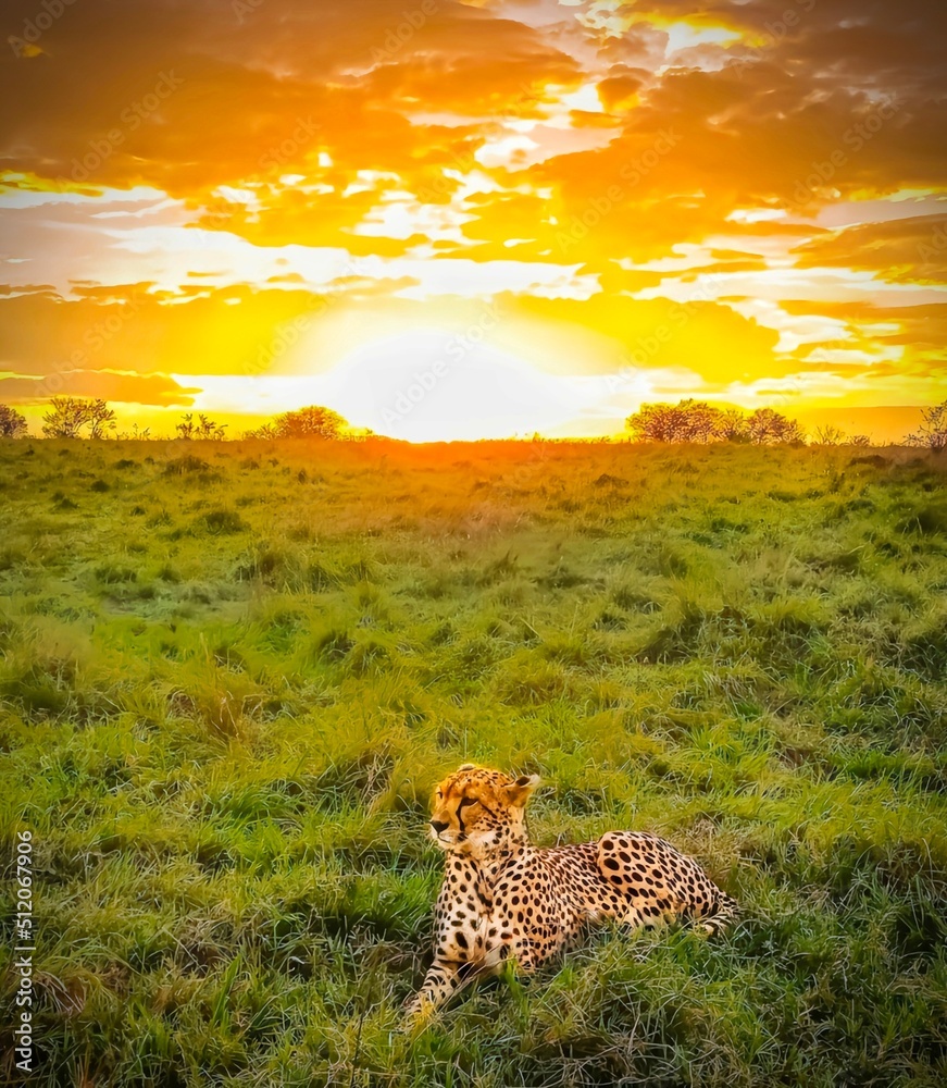 Obraz premium leopard in the sunset