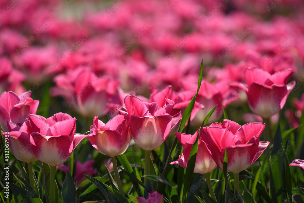 View of pink tulips with blurred tulips on the background. View of pink tulips with blurred tulips on the background.
