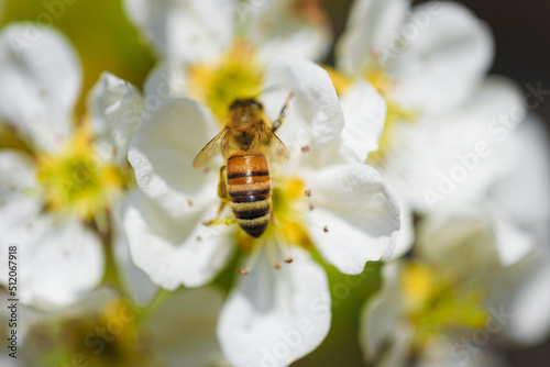 View of a bee looking for nectar in spring among the white flowers of a tree.
