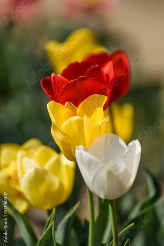 In the field of a flower crop view of a group of tulips of different varieties and colors.