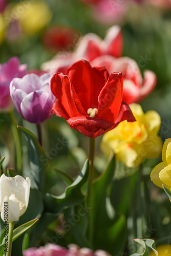 In the field of a flower crop view of a group of tulips of different varieties and colors.