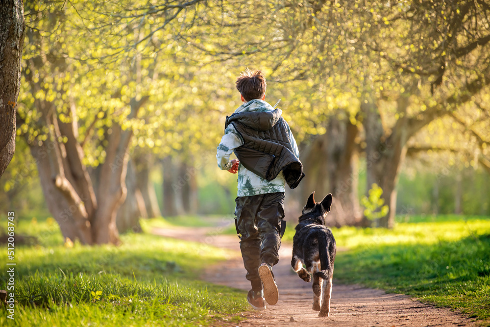Fototapeta premium a boy with a dog walk in the park on a sunny spring evening, run along the road. Friendship of man and animal, healthy lifestyle.