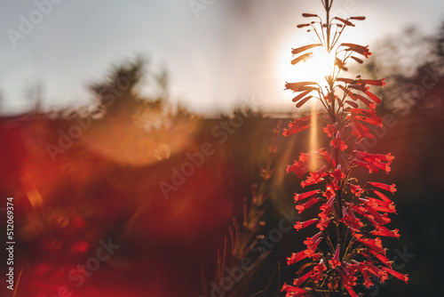 Bright red flower in the rays of the setting sun, nature background, Russelia equisetiformis photo