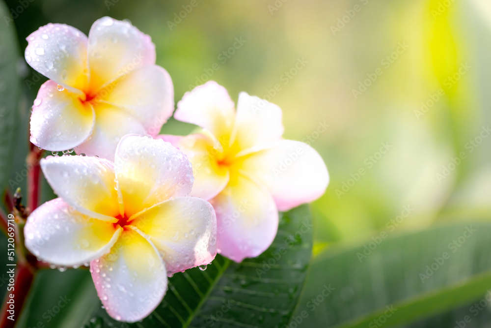 Branch of tropical flowers frangipani (plumeria)
