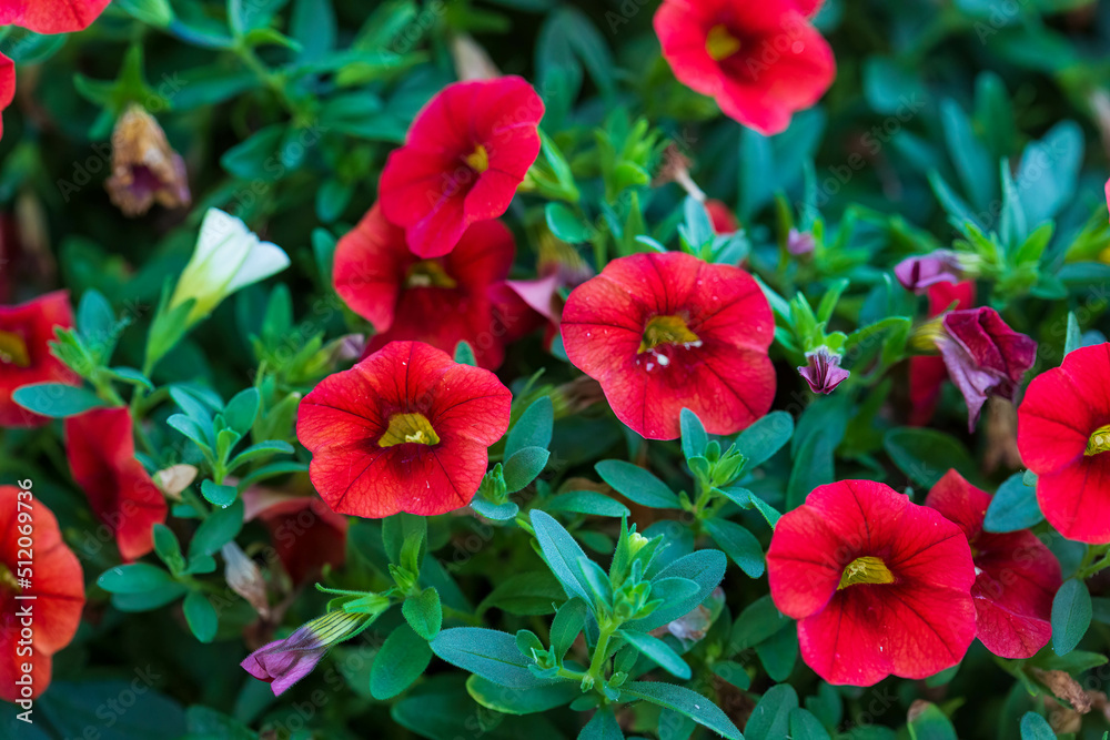 a close up of red million bells flowers growing thicker every day a close up of red million bells flowers growing thicker every day