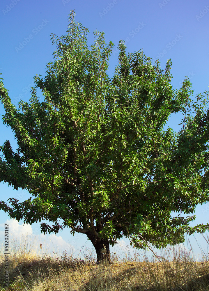 Obraz premium Landscape with vegetation 