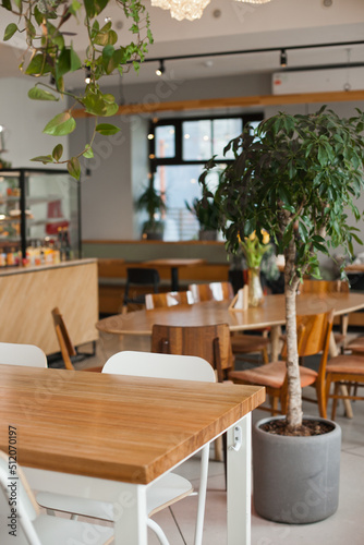 Green tropical tree plant in interior of a cafe or restaurant or coworkring space or office with modern stylish hipster vibes. Interior decor details closeup