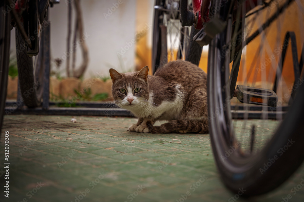 Bezdomny, przestraszony kot chowa się za rowerem. - obrazy, fototapety, plakaty 