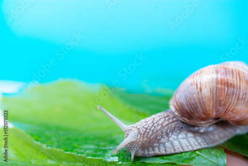 Snail on green leaves close up. Snail mucus, snail mucin is used in cosmetology. Place to copy. Beauty concept. Minimal natural layout