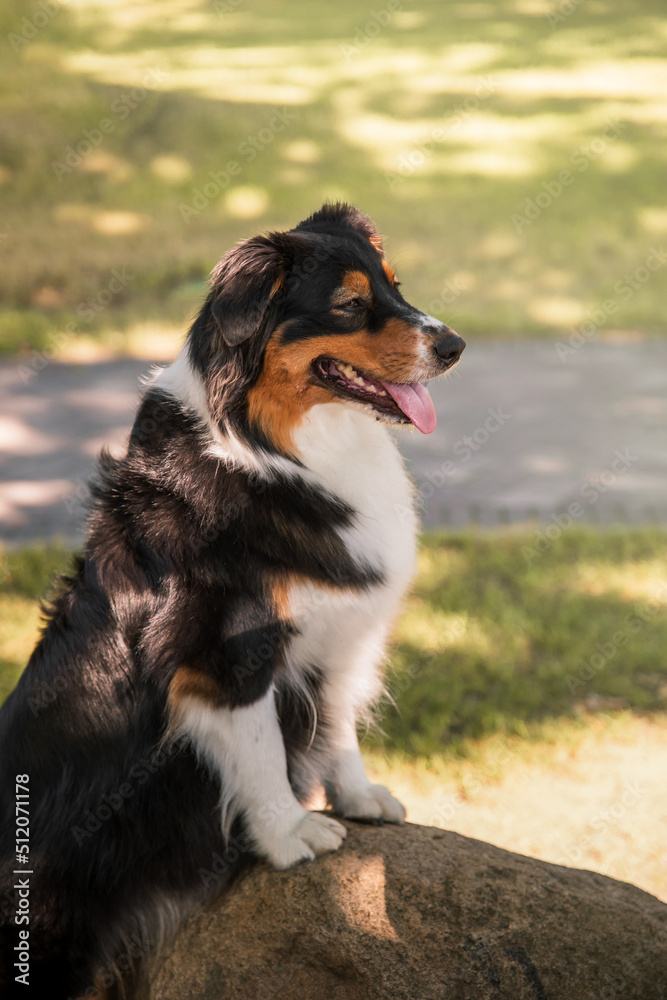 Australian shepherd dog portrait. Dog outdoor. Aussie dog breed