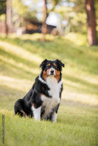 Australian shepherd dog portrait. Dog outdoor. Aussie dog breed