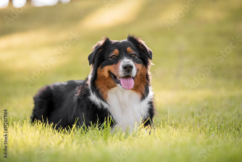 Obraz na płótnie Australian shepherd dog. Popular dog outdoor. Aussie dog breed