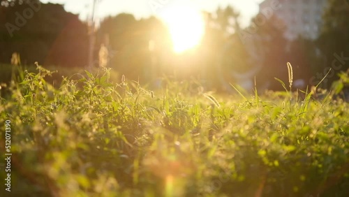 Evening on the meadow, sunset light on ears of grass.