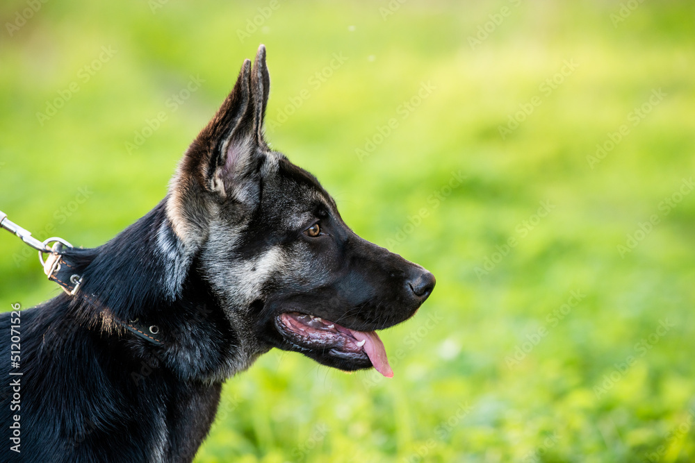 portrait of an East European Shepherd puppy, close-up face. profile view. the concept of Pets portrait of an East European Shepherd puppy, close-up face. profile view. the concept of Pets