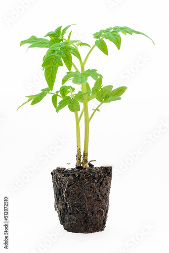 tomato seedling with rhizome and ground close-up on a white background