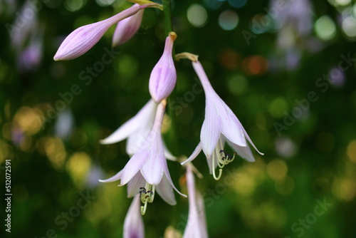 Hosta japonica funkia japońska