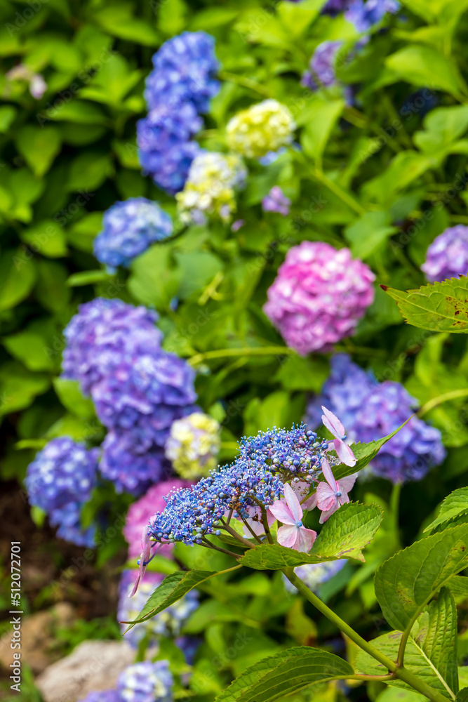 見帰りの滝と紫陽花
見帰りの滝と紫陽花