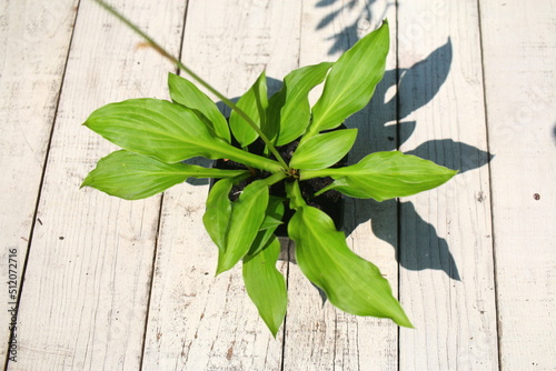 Hosta japonica funkia japońska