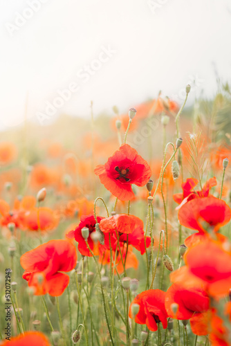 Red poppy flowers on the field. Vertical