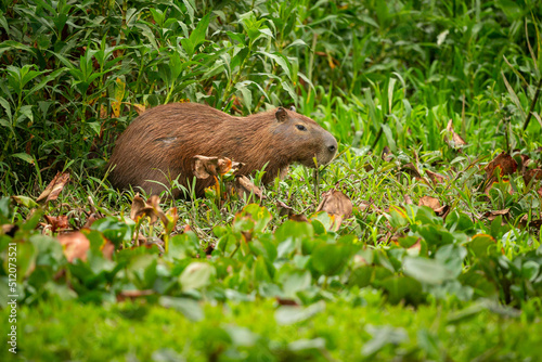 Capybara in the nature habitat of northern pantanal. Biggest rondent, wild america, south american wildlife, beauty of nature.