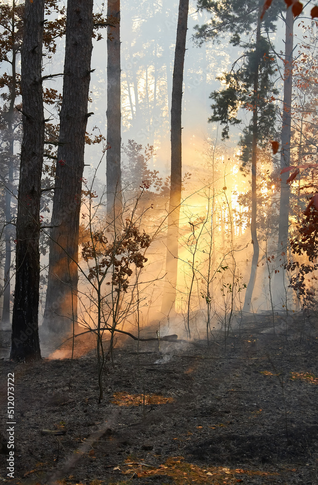 Fototapeta premium Forest fire. a lot of smoke when wildfire