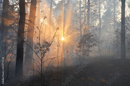 fire. wildfire at sunset, burning pine forest in the smoke