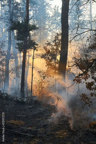 fire. wildfire at sunset, burning pine forest in the smoke