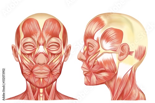 線画なし厚塗りのリアルな表情筋のイラスト　正面と横顔セット　ラスター素材