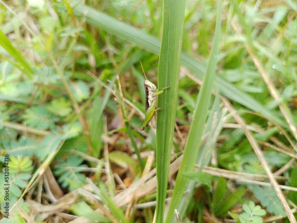 Vertical shallow focus closeup shot of a green grasshopper perched on the petiole on the grass in the spring morning Vertical shallow focus closeup shot of a green grasshopper perched on the petiole on the grass in the spring morning